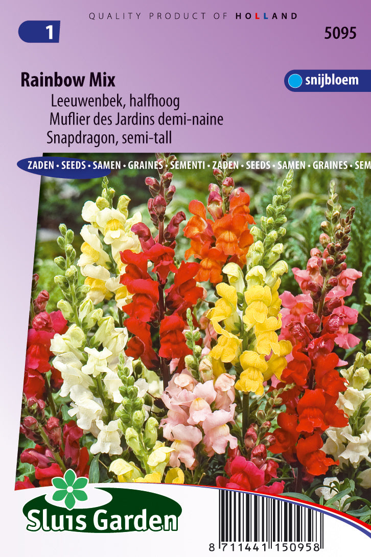Leeuwenbek Rainbow mix. halfhoog