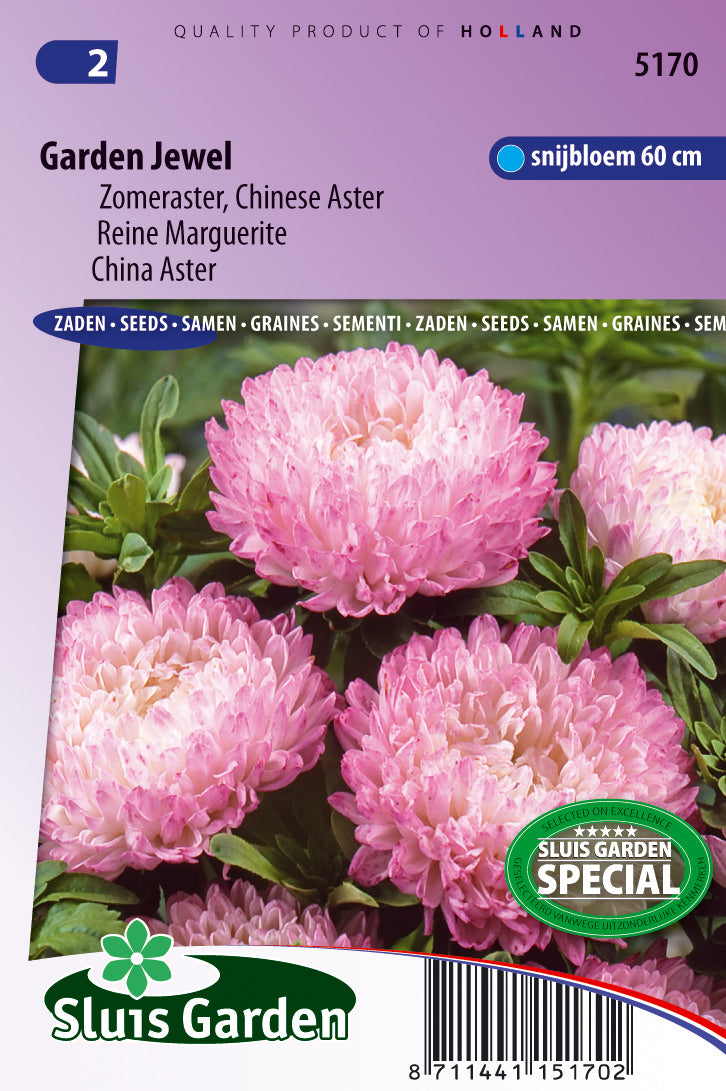 Aster Garden Jewel Rose (Zomeraster)
