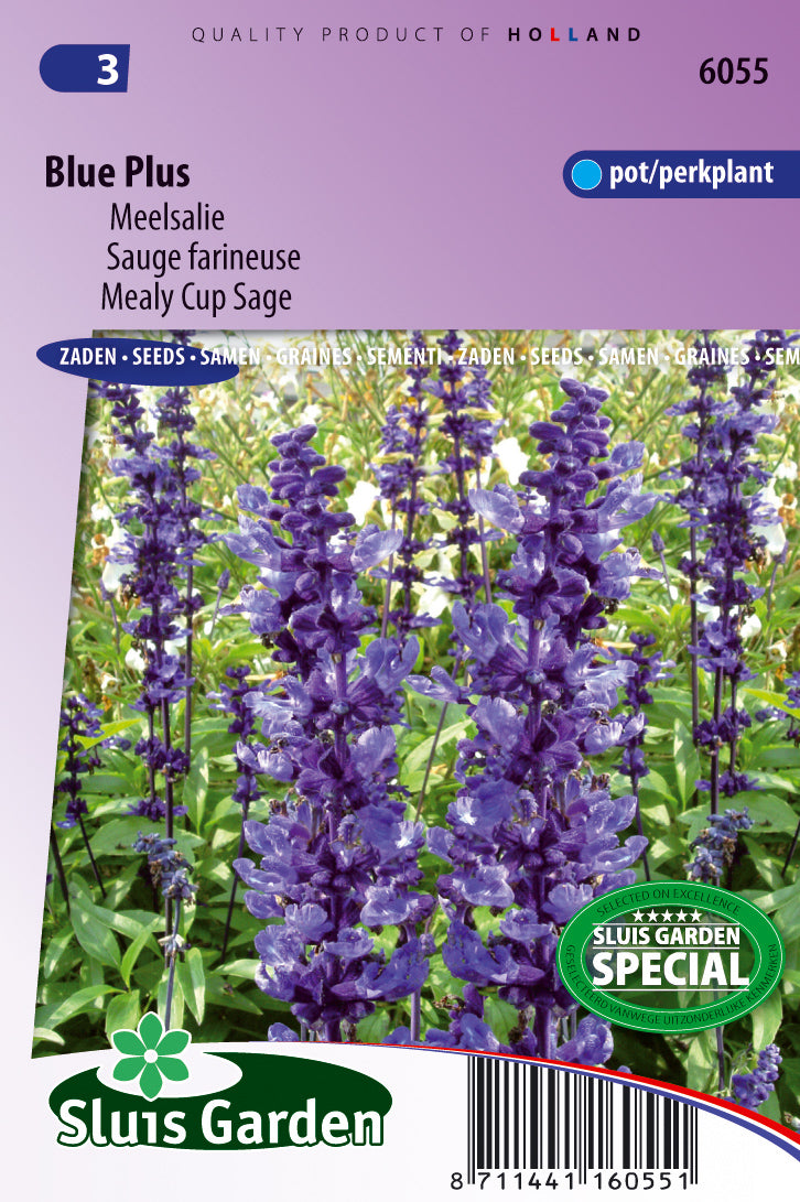 Salvia farinacea Blue Plus